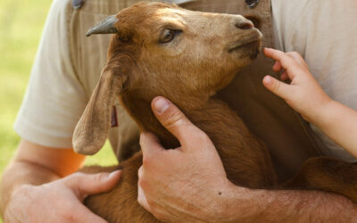 How animal illness and disease can affect humans