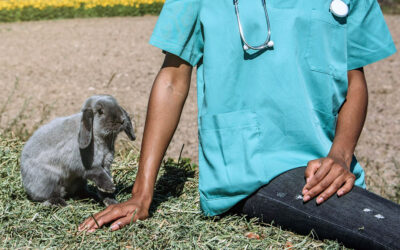 Self-selection: how animals can heal themselves