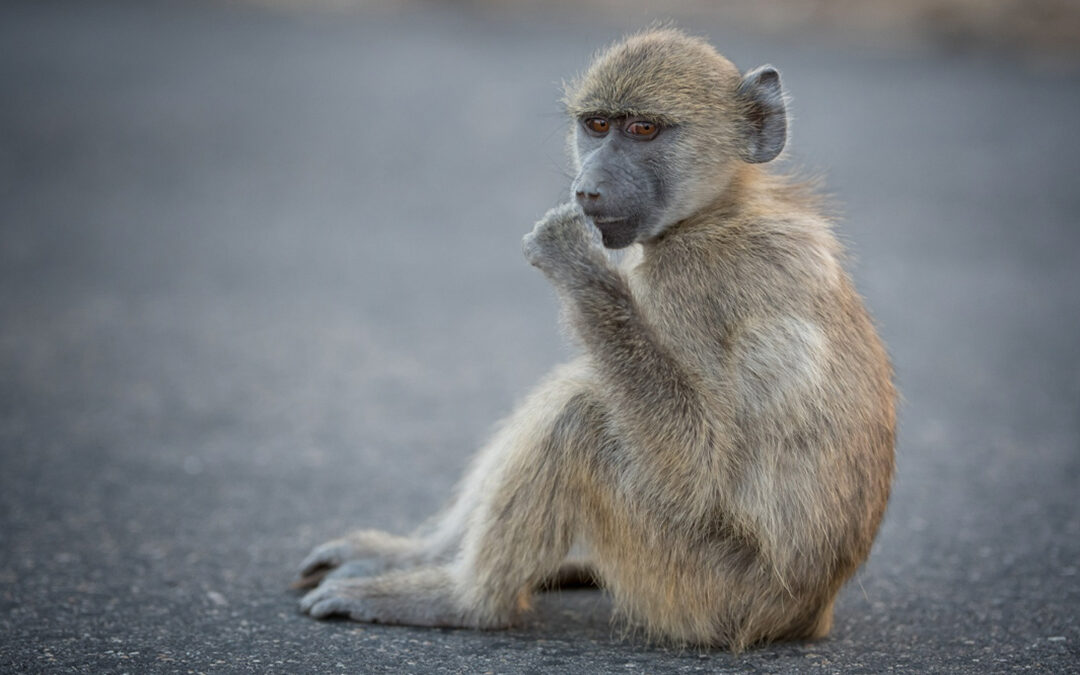Life trauma is proven to have a long-lasting impact on animals