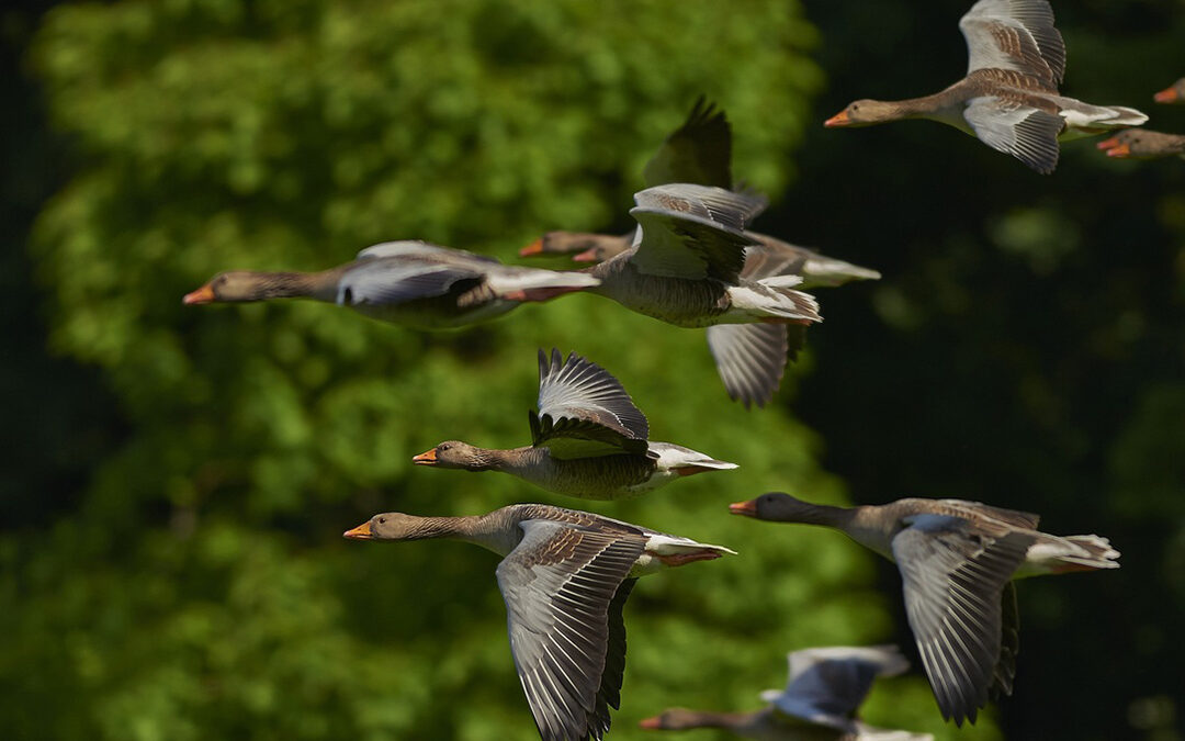 Natural social networks: The intelligence of animal collectives