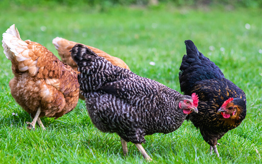 Are your chickens and eggs really free-range? What you need to know