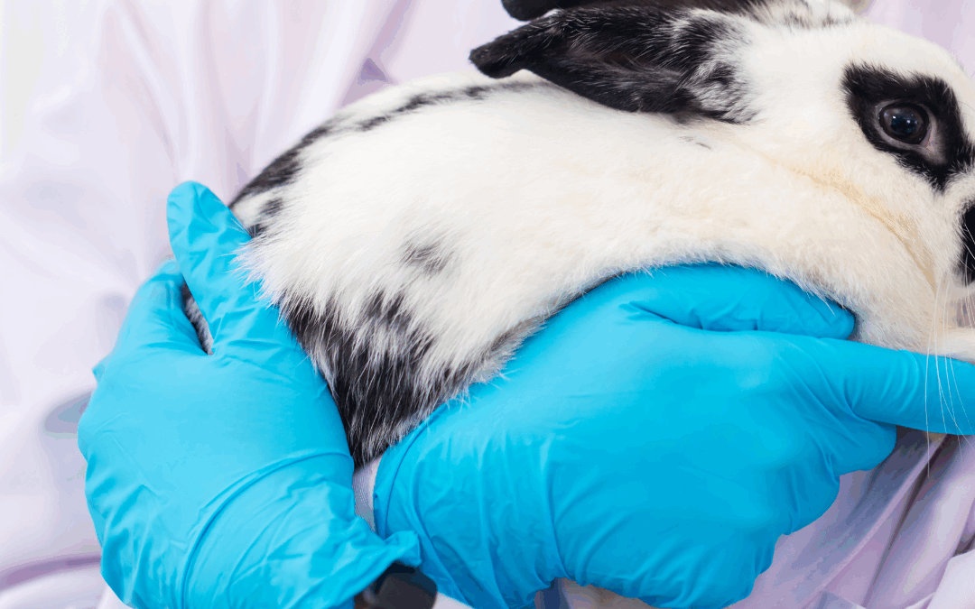 The Reality of Animal Testing, and Ethical and Relevant Alternatives